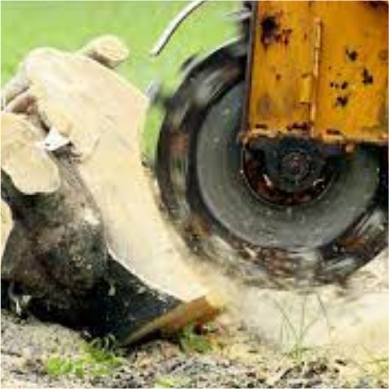 Stump Removal Service Surrey