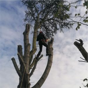 Middlesex Professional Tree Service